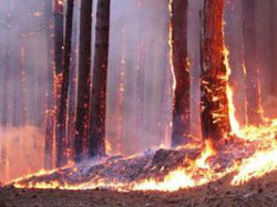 Как волгоградцам выйти из горящего леса живыми?