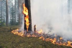 Под Волгоградом вновь вспыхнул ландшафтный пожар
