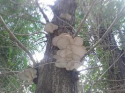 В Волгоградской области «грибной урожай» вызвал всплеск отравлений