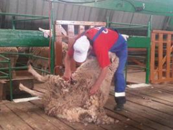 В Волгоградской области лучший стригаль подстрижет овцу за 3-5 минуты