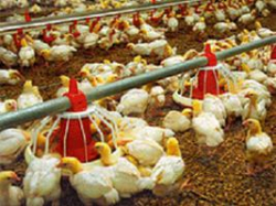 И курочки голодными не останутся, и на столах прибавка будет И курочки голодными не останутся, и на столах прибавка будет