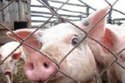 Африканская чума свиней несет опасность людям 
