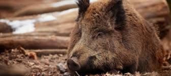 В Волгоградской области браконьер заплатит за убитого кабана 75 тысяч рублей