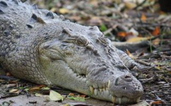 Американец 26 лет держал крокодила в подвале