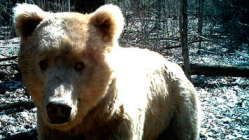 Для брянского медведя-гиганта имя придумала волгоградка