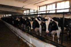 Волгоградским фермерам подбросили на молоко