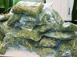 В Волгограде за каннабис задержаны четверо «смелых» В Волгограде за каннабис задержаны четверо «смелых»