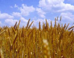 В Волгограде обнаружили почти три тысячи тонн зараженной пшеницы