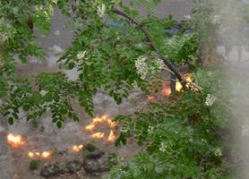 Волгоградцам мешает тополиный пух