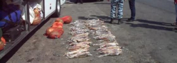  В Светлоярском районе, в рейсовом автобусе изъято более 150 кг. рыб осетровых пород