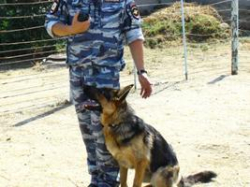 В Волгоградской области собаки раскрыли 1542 преступления