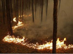 Полномочия по охране лесов, в том числе и от пожаров, реализуются в Волгоградской области  не в полной мере