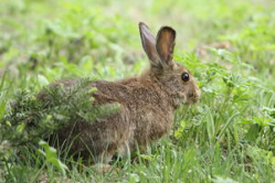 В Волгоградской области браконьеры за убитых зайцев могут лишиться свободы