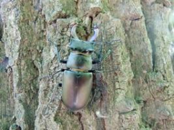 В Волго-Ахтубинской пойме обосновались самые крупные жуки Европы