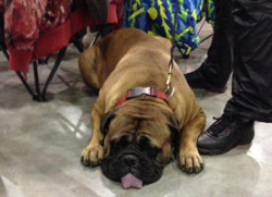 Крупнейшая выставка собак «Евразия 2014» собрала рекордное количество участников
