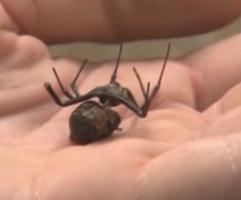 15 волгоградцев госпитализированы с укусами ядовитых пауков