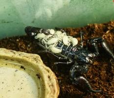 В Трогательном зоопарке Волгограда родилось 7 скорпиончиков